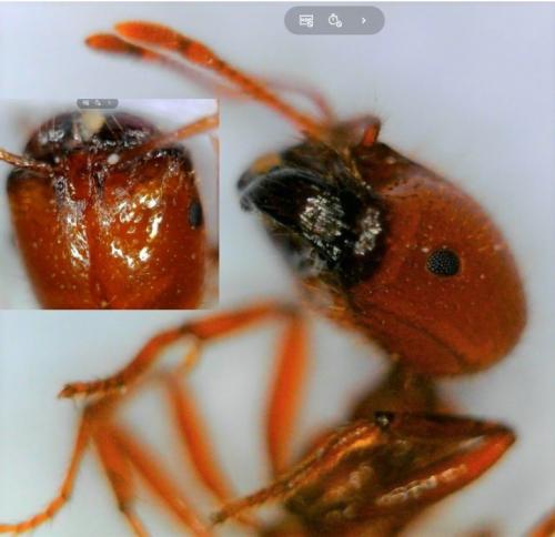 Réf. 223 996 : Solenopsis geminata